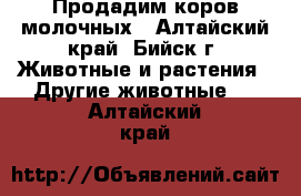 Продадим коров молочных - Алтайский край, Бийск г. Животные и растения » Другие животные   . Алтайский край